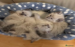 Ragdoll cats for sale: 5 Pure Ragdoll Kittens (7 Weeks Old) in Camborne - Image 4