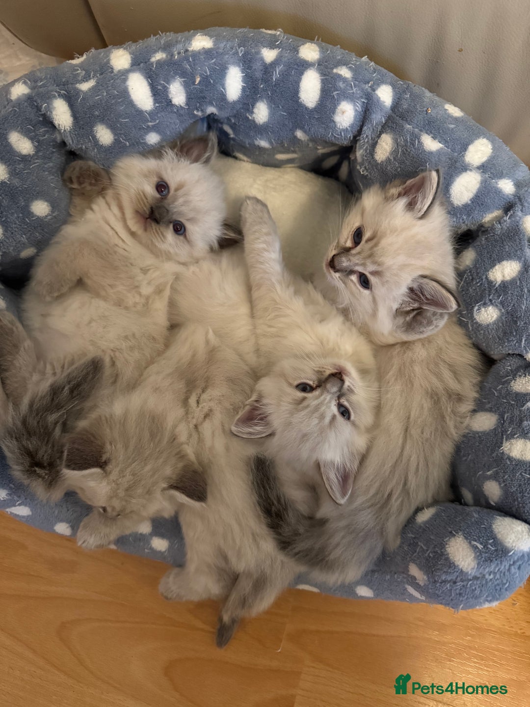 Ragdoll cats for sale: 5 Pure Ragdoll Kittens (7 Weeks Old) in Camborne - Image 4