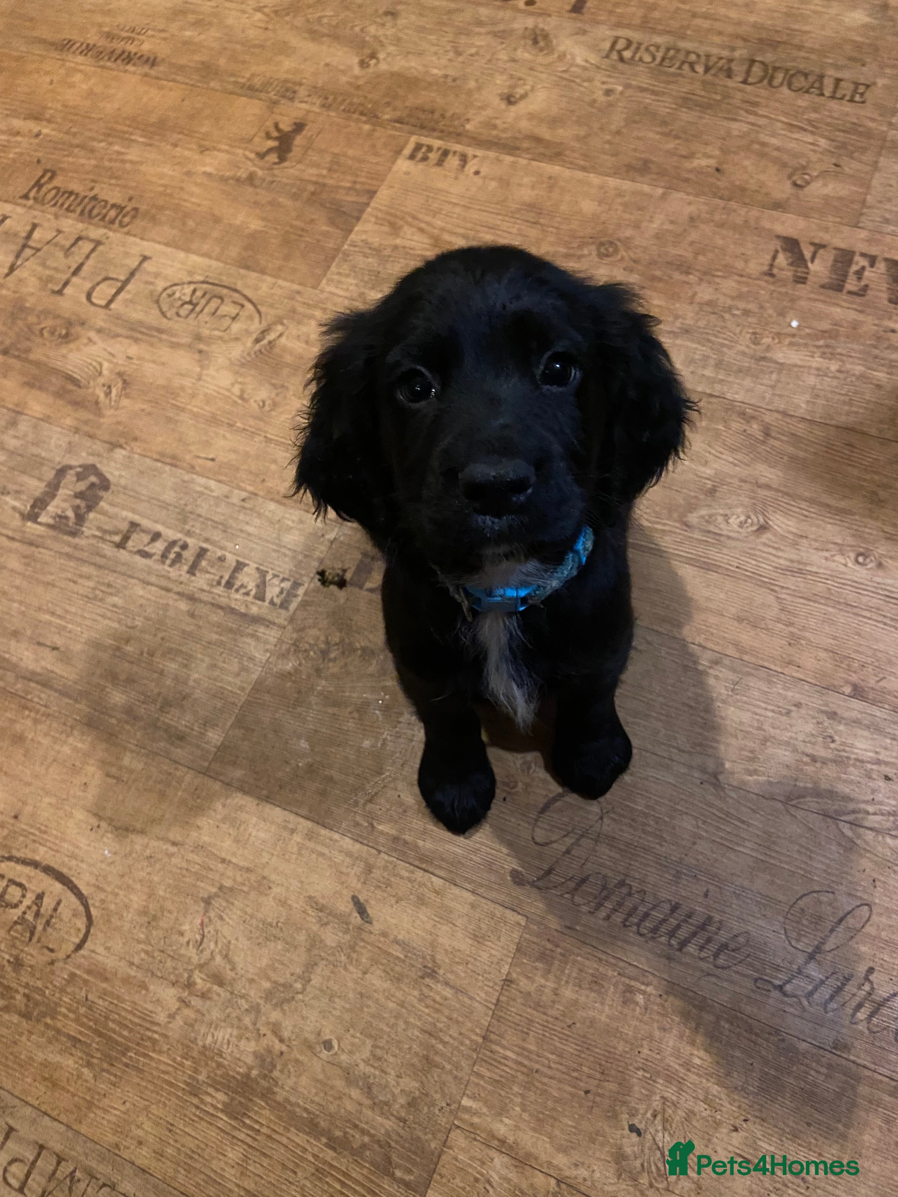 Cocker Spaniel dogs (3 available🐶) Beautiful working cocker spaniels - Advert 1