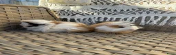 Guinea Pig rodents for sale: 2 very pretty female guinea pigs  - Advert 2