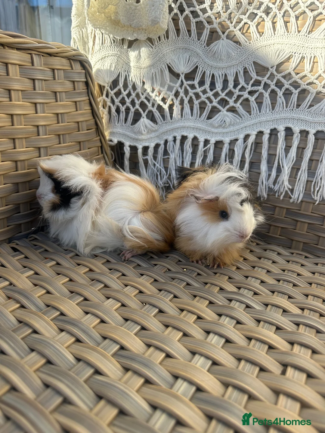 Guinea Pig rodents for sale: 2 very pretty female guinea pigs  - Advert 2