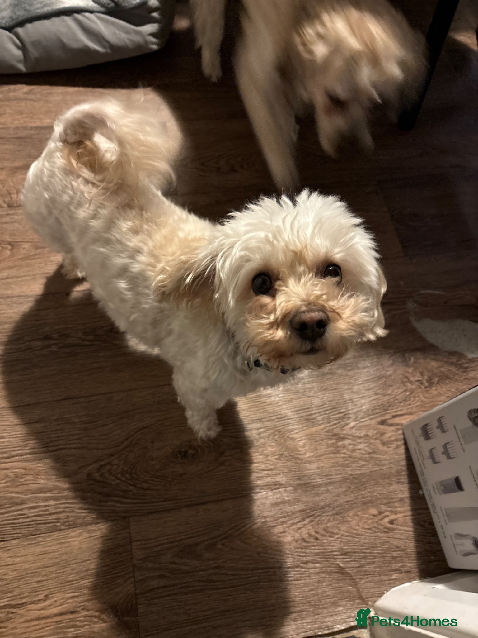 Mixed Breed dogs Multi-poo (teddy) - Advert 1