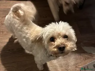 Mixed Breed dogs Multi-poo (teddy) - Advert 6