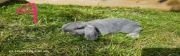 Mixed Breed rabbits for sale: Mini Lop / Rex Babies - Advert 8