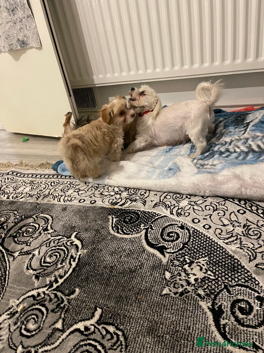 Morkie dogs for sale: Morkie  - Advert 8