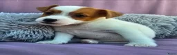 Jack Russell dogs for sale: Jack Russell puppies 🐶  - Advert 3