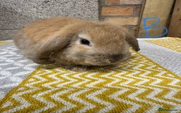 Mini Lop rabbits for sale: Mini Lop Rabbits For Sale  - Image 15