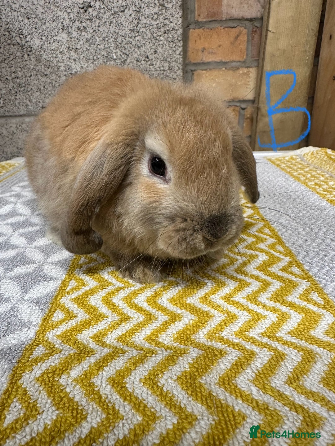 Mini Lop rabbits for sale: Mini Lop Rabbits For Sale  - Image 15