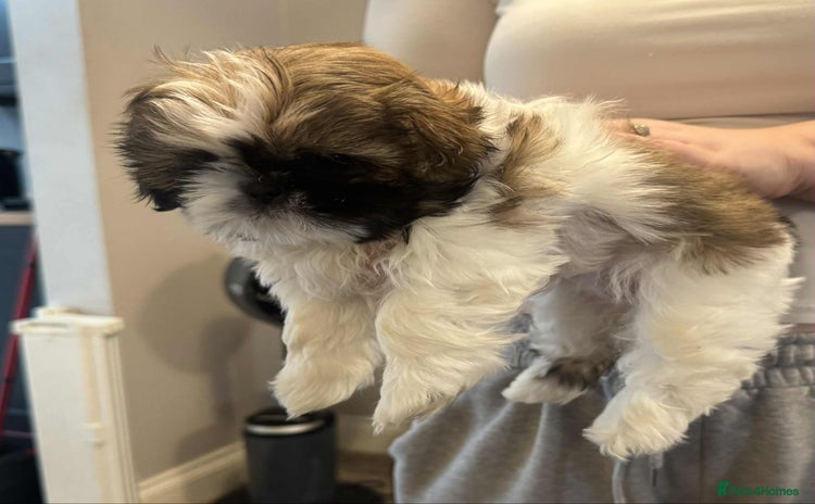 Shih Tzu dogs - Advert 1