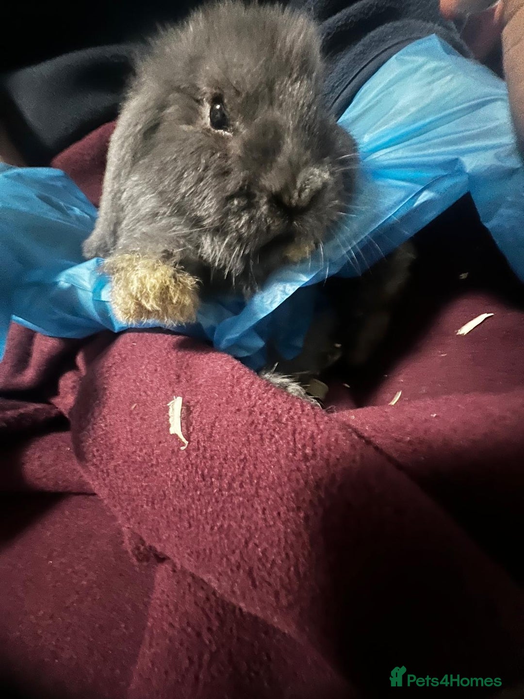 Mini Lion Lop rabbits for sale: Mini lop - Advert 3