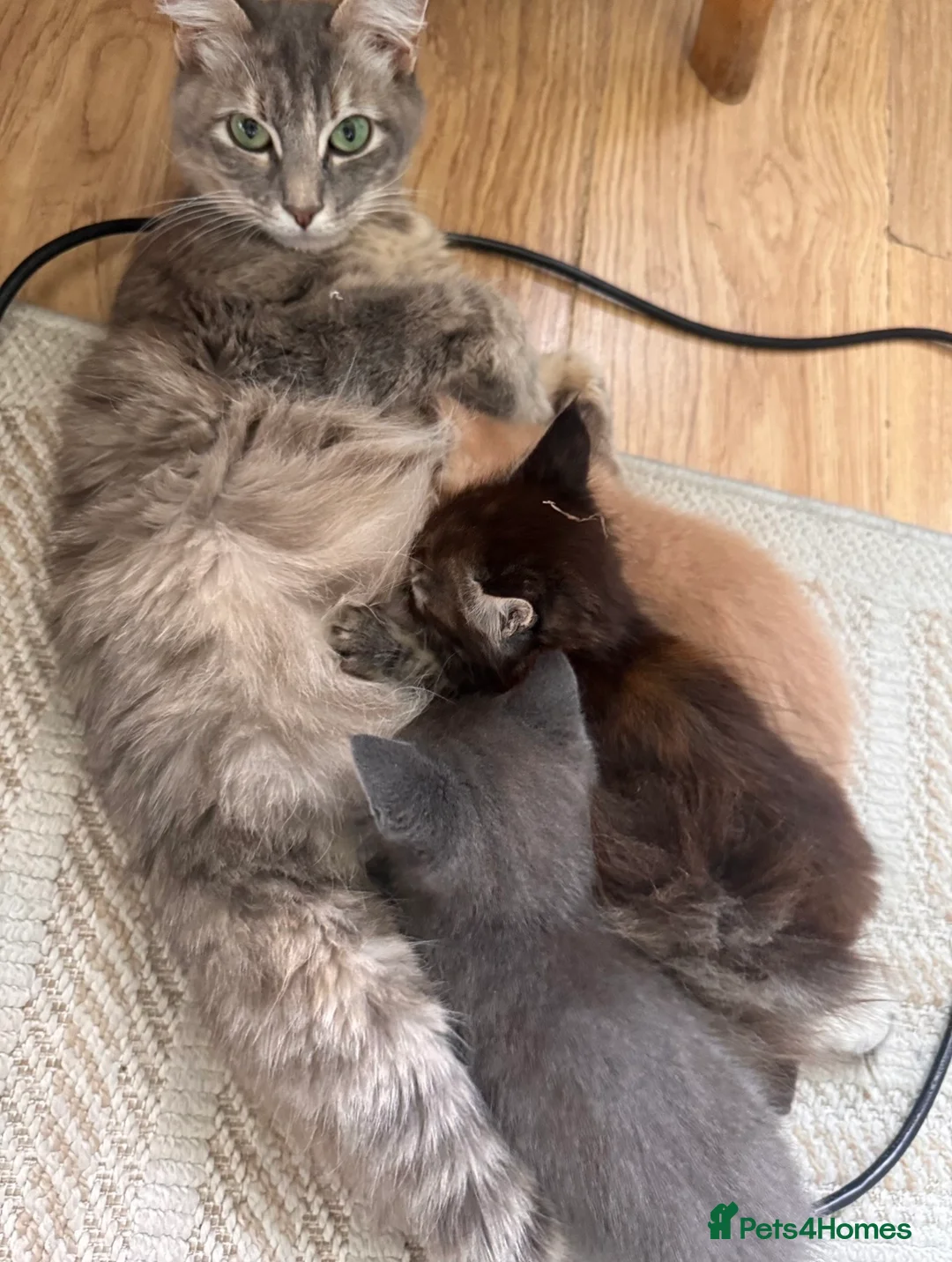 Mixed Breed cats for sale: 4 beautiful kittens  - Advert 11