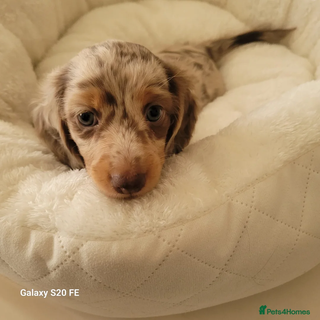 Miniature Dachshund dogs for sale: Miniature Dachshund  - Advert 9