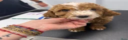 Cockapoo dogs for sale: Stunning curly coated Toy Cockapoos  - Advert 21