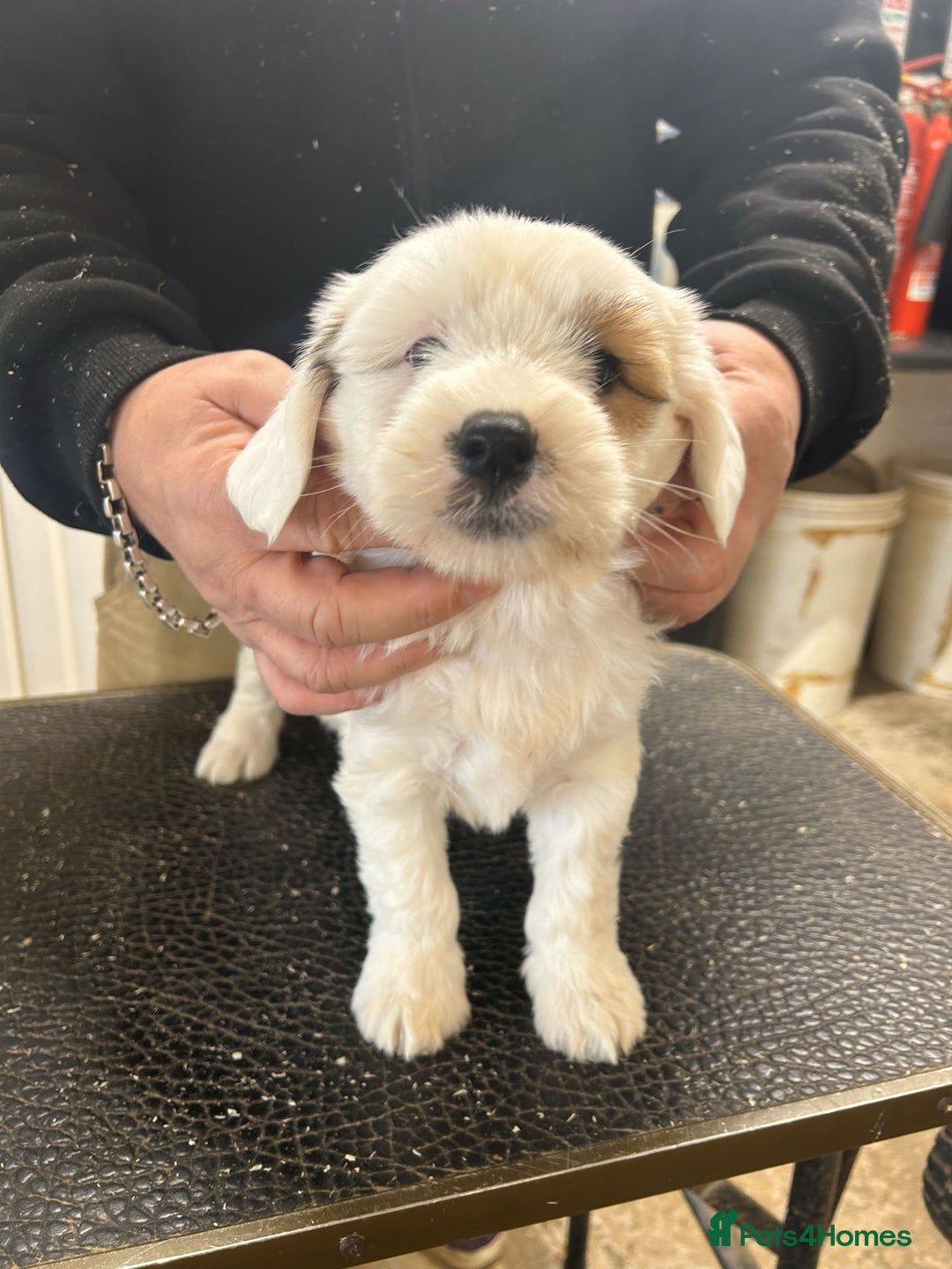 Tibetan Terrier dogs for sale: Araki Tibetan Terriers Puppies for Sale - Advert 6