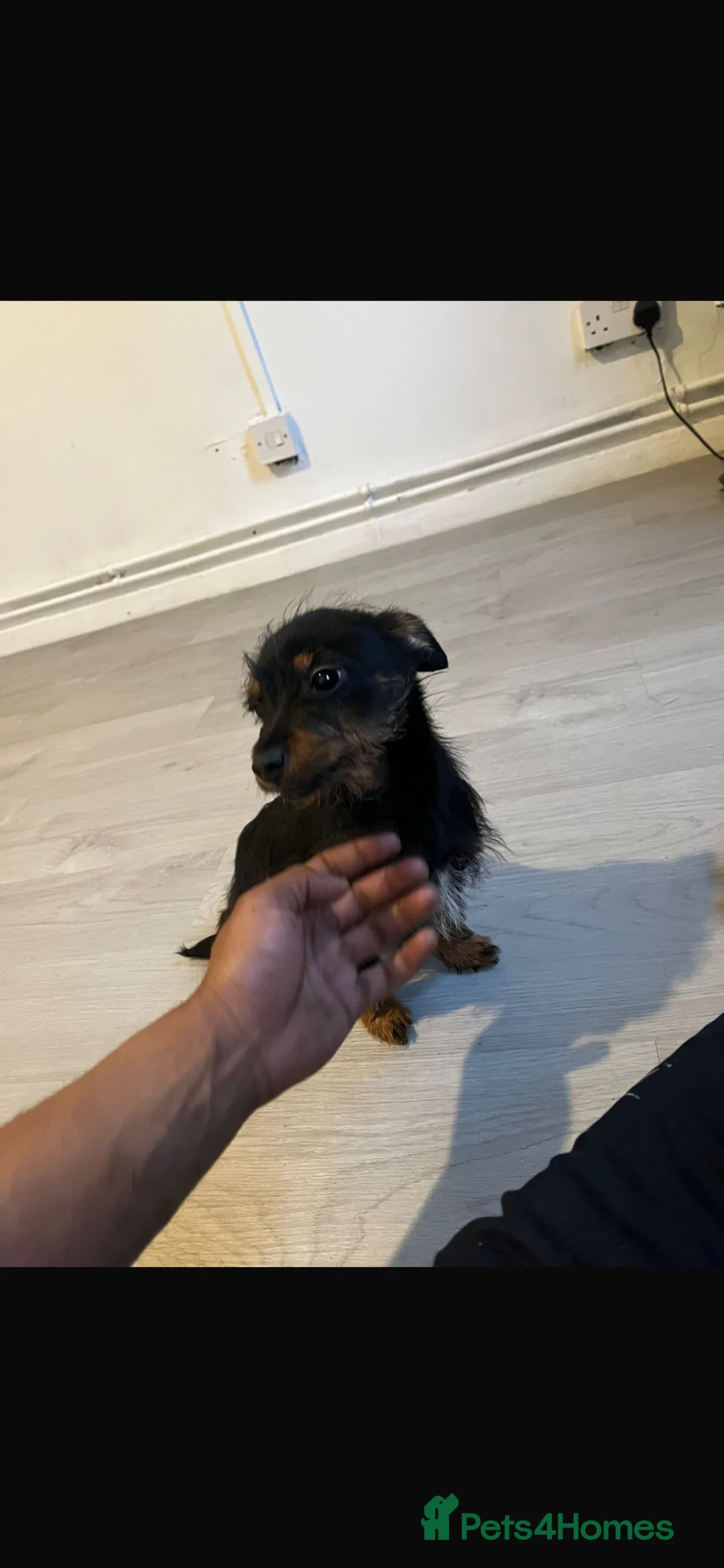 Jack Russell dogs for sale: Jack Russell terrier female puppy for sale in Walsall - Advert 2