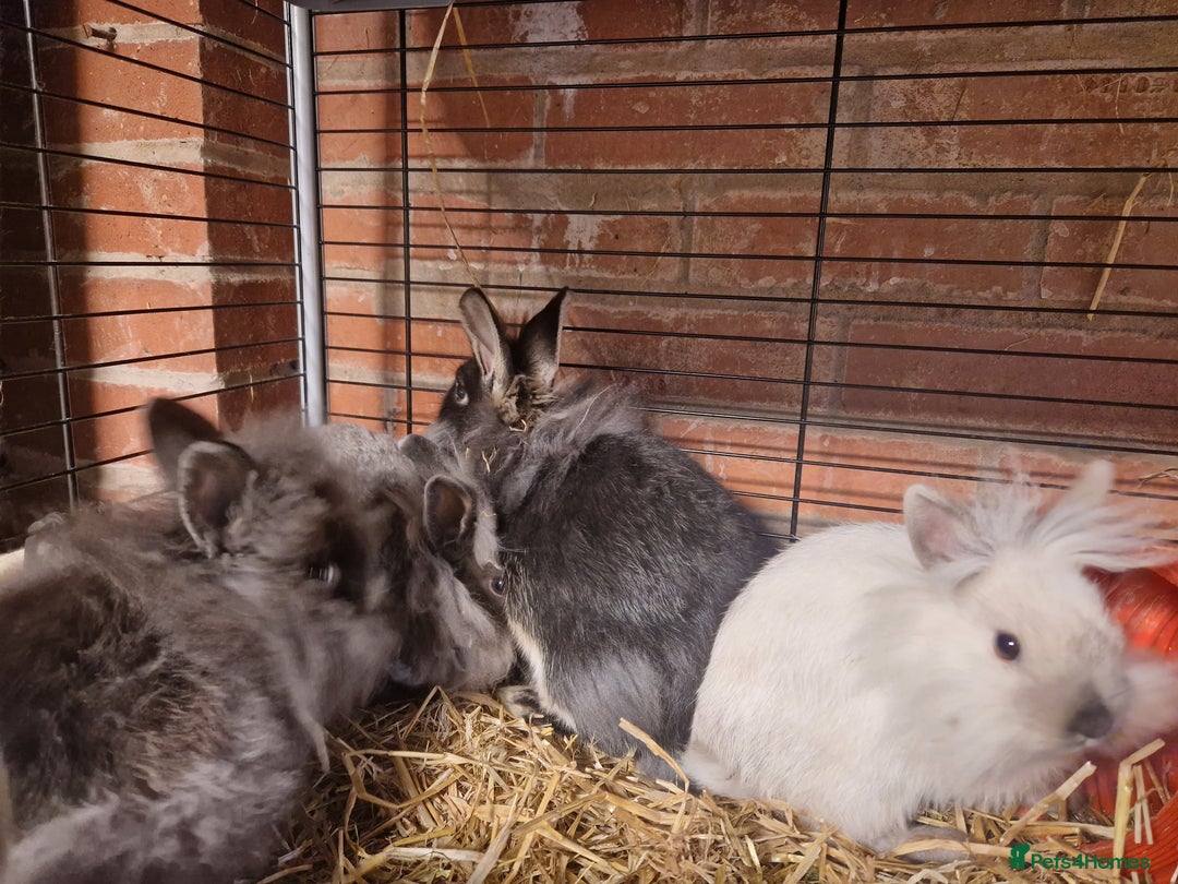 Lionhead rabbits for sale: Lovely floofy little lionheads males and females - Image 5
