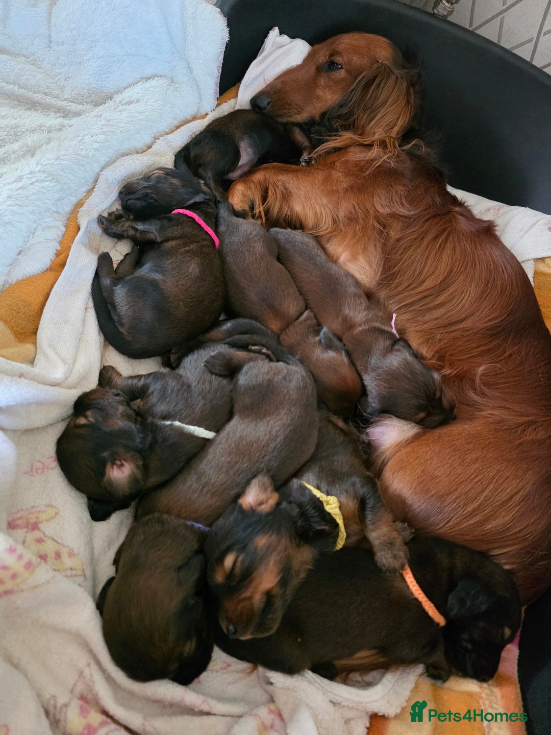 Dachshund dogs for sale: Red long-haired standard dachshund puppies - Image 13