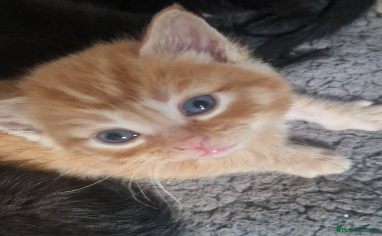 Mixed Breed cats - Advert 2