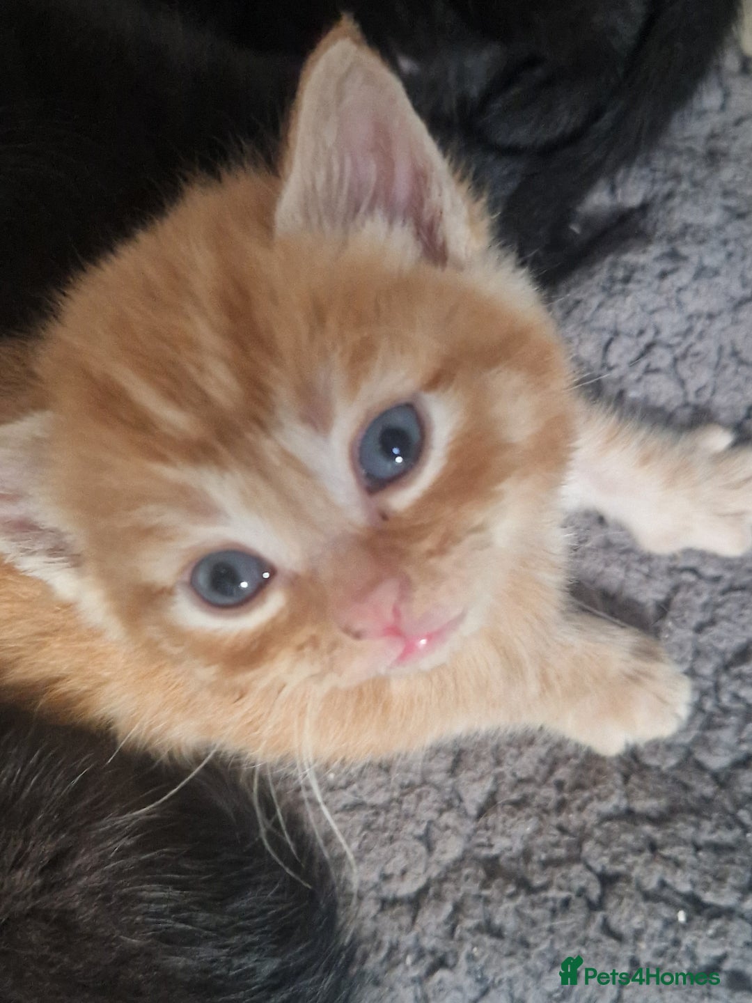 Mixed Breed cats for sale: Gorgeous Kittens. GINGER & All Black - Image 1
