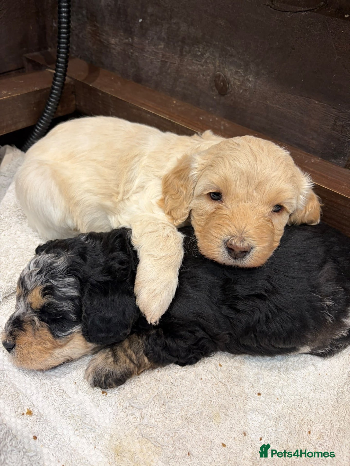 Cavapoochon dogs Merle Toy Cavapoochon’s ❤️🐾 - Advert 2
