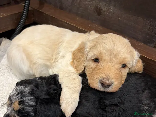 Cavapoochon dogs Merle Toy Cavapoochon’s ❤️🐾 - Advert 2