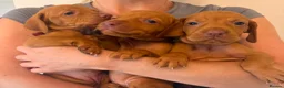 Hungarian Vizsla dogs for sale: KC Hungarian Vizsla Puppies - Advert 8