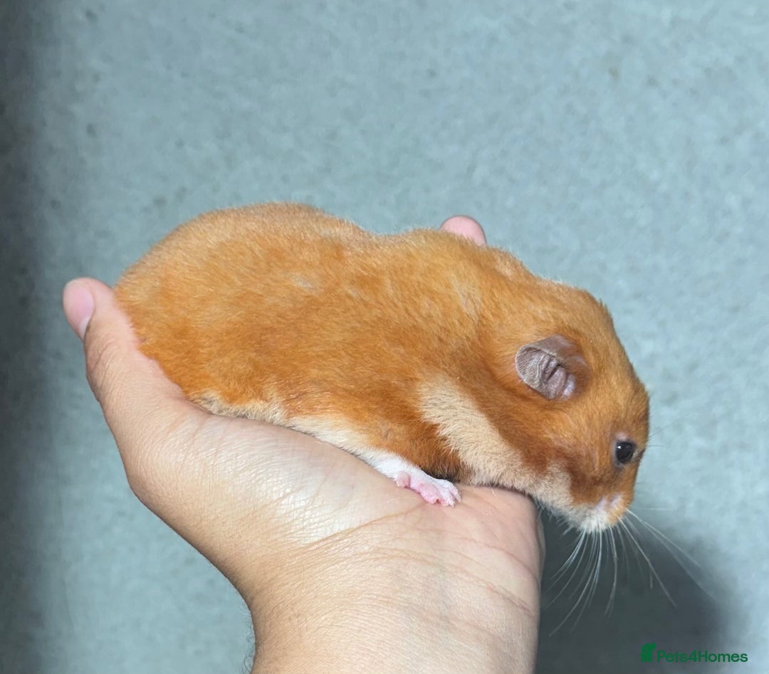 Hamster rodents for sale: OLDER STUNNING TAME PEDIGREE HAMSTERS - Image 5