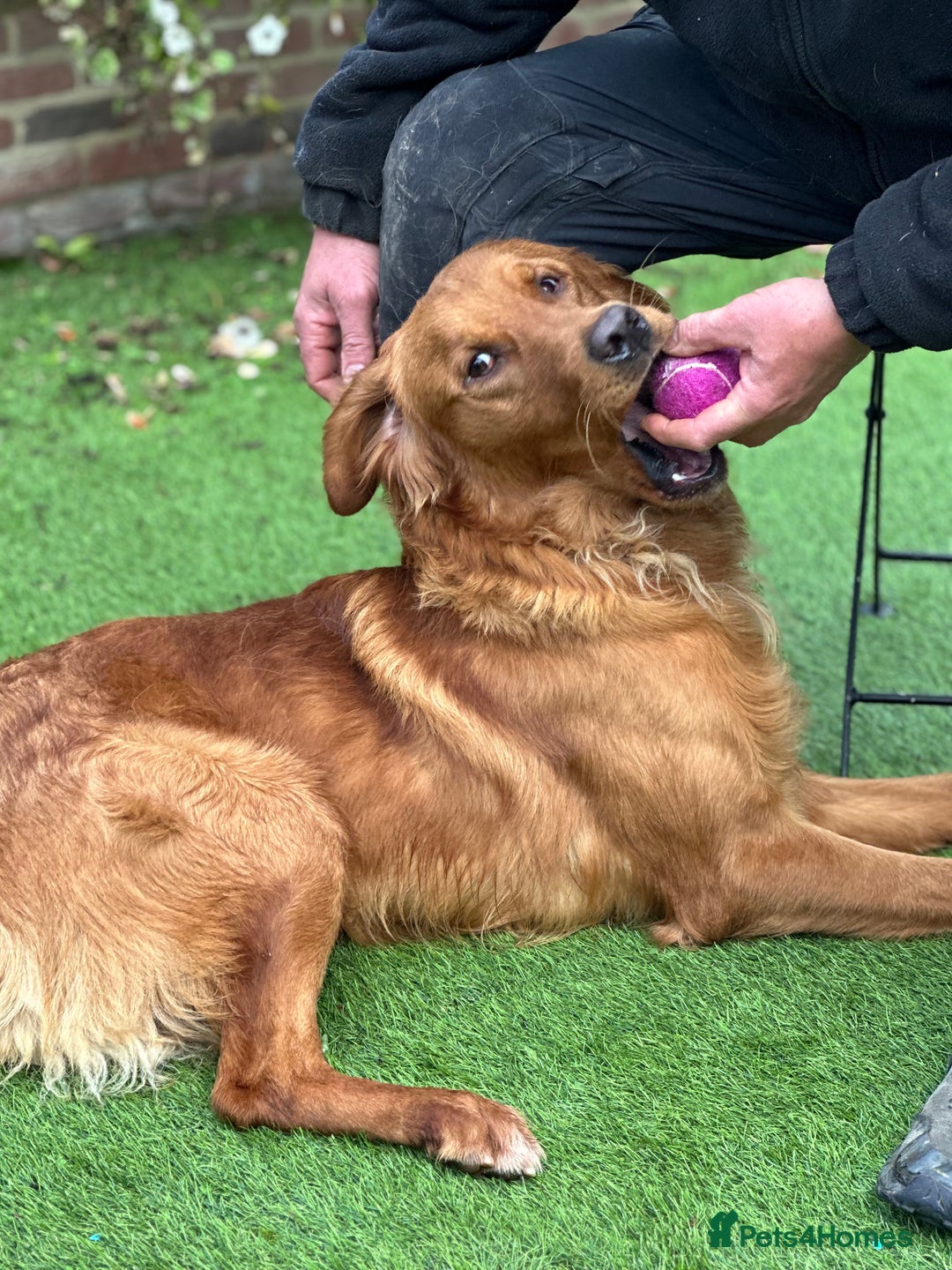 Golden Retriever dogs for sale: Dark Golden KC registered Golden retrievers - Advert 11