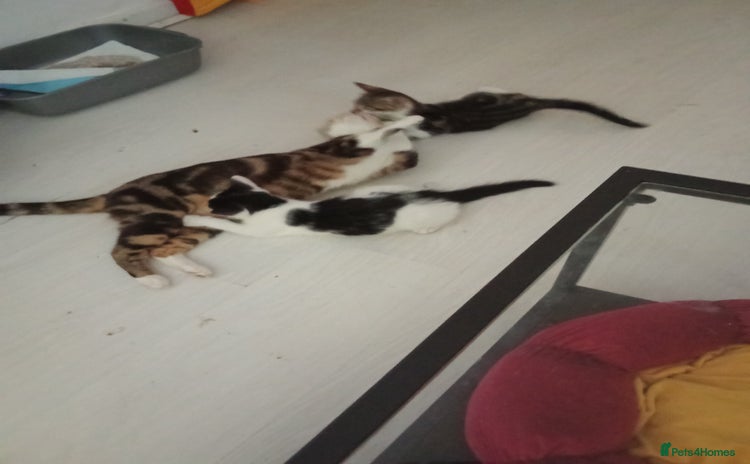 Mixed Breed cats - Advert 14