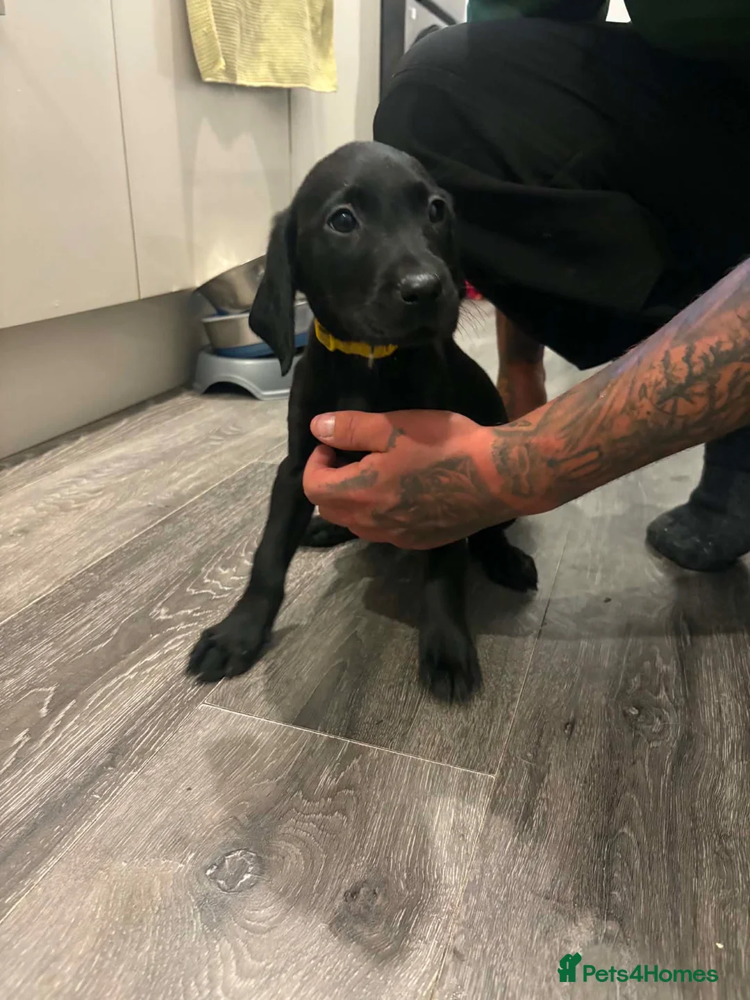 Labrador Retriever dogs for sale:  6 Labrador puppies  - Advert 2