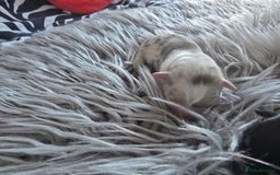 Chihuahua dogs for sale: Cup Chihuahua mini - Image 6