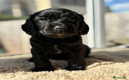 Cocker Spaniel dogs for sale: Working cocker spaniels for sale  - Image 13