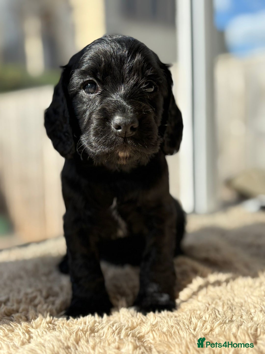 Cocker Spaniel dogs for sale: Working cocker spaniels for sale  - Image 13