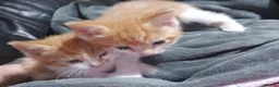 British Shorthair cats for sale: Stunning Kittens Ready For Forever Homes  - Advert 6