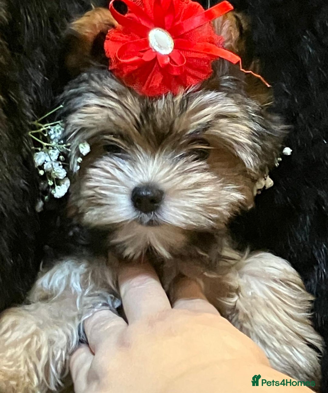 Yorkshire Terrier dogs for sale: Luxury Yorkshire Terrier Puppies/Home Raised/IHR   - Advert 5