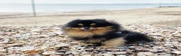 Pomeranian dogs for stud: Top Quality Champion Lines Pomeranian Stud in Ebbw Vale - Advert 1