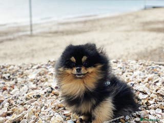 Pomeranian dogs Top Quality Champion Lines Pomeranian Stud in Ebbw Vale - Advert 7