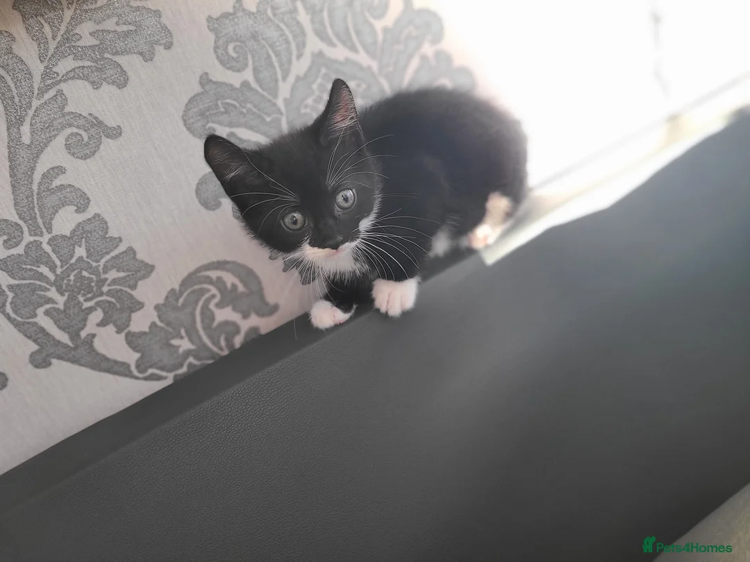 Mixed Breed cats for sale: 3 beautiful kittens ready now  - Advert 5