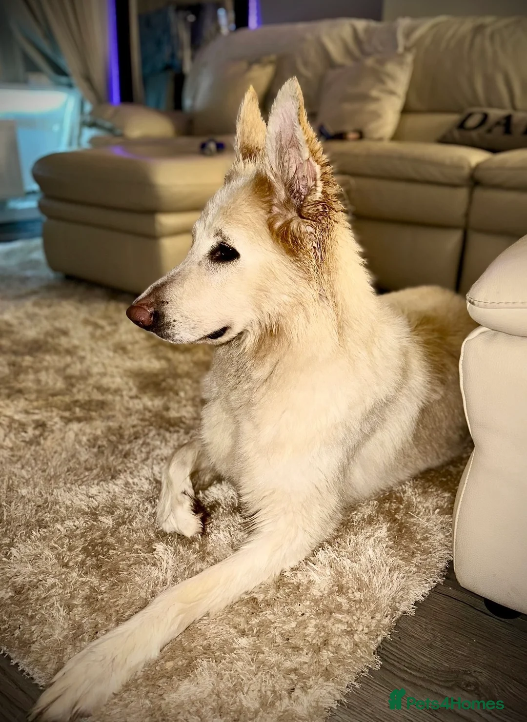 German Shepherd dogs for sale: German Shepherd Puppies 🐾 - Advert 2