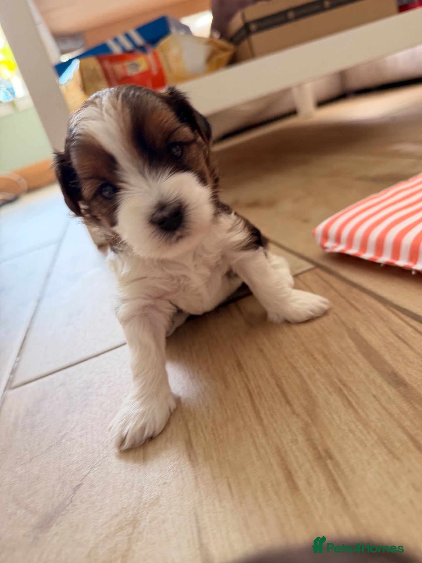 Yorkshire Terrier dogs Beautiful Tri-Colour Biewer Yorkshire Terrier Pupp - Advert 2