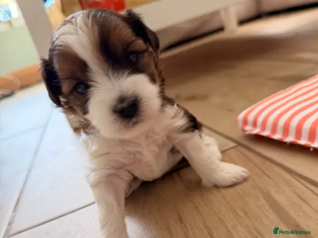 Yorkshire Terrier dogs Beautiful Tri-Colour Biewer Yorkshire Terrier Pupp - Advert 18