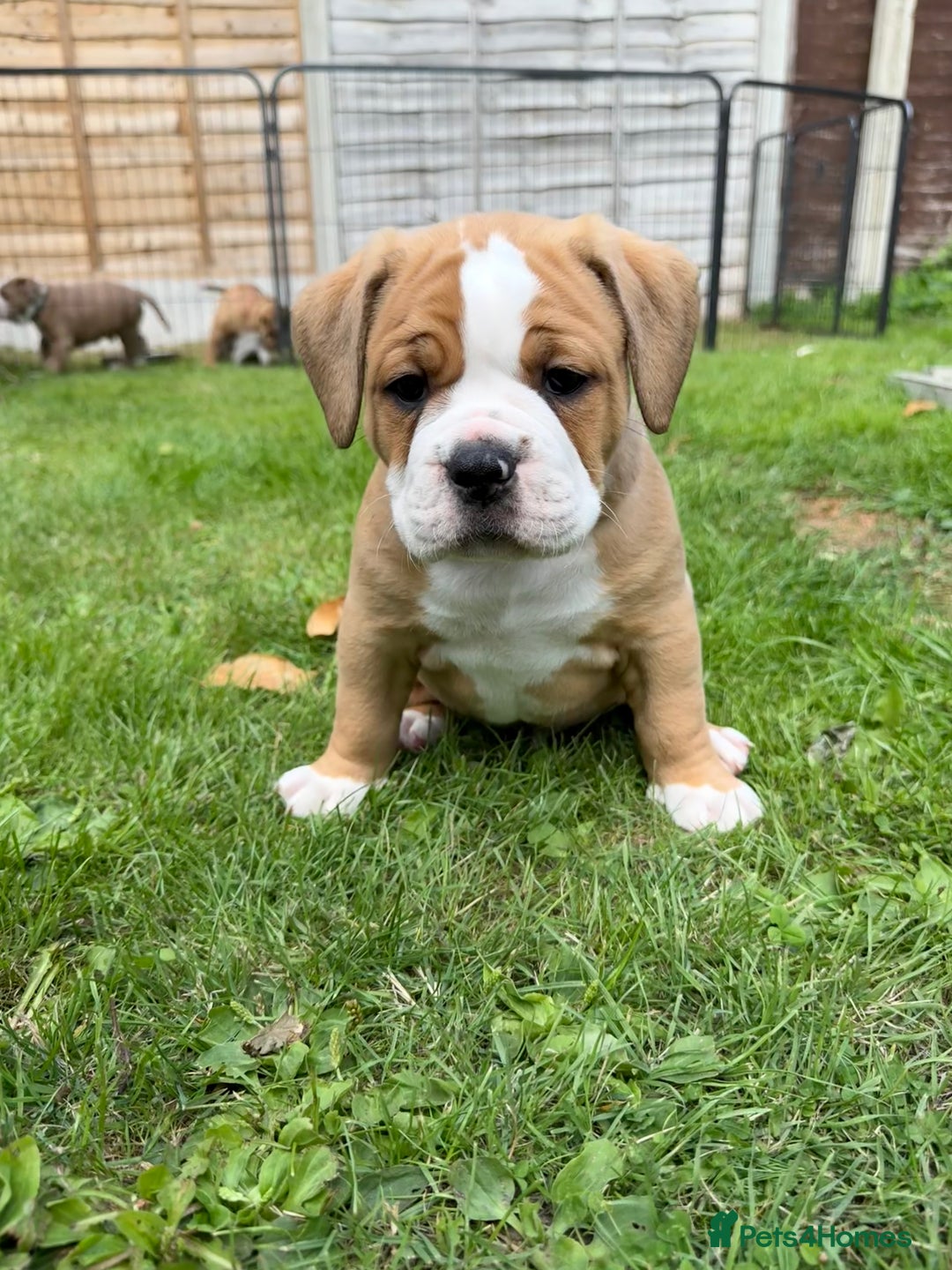 Old Tyme Bulldog dogs for sale: **Chunky NEBBER OLD TYME BULLDOG** - Image 8