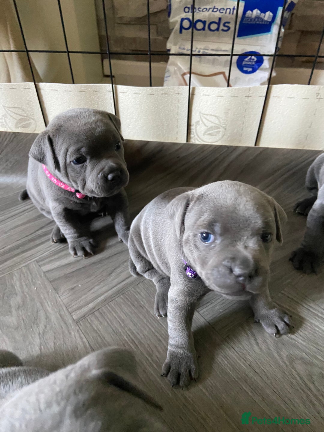 Staffordshire Bull Terrier dogs for sale: solid blues - Image 21