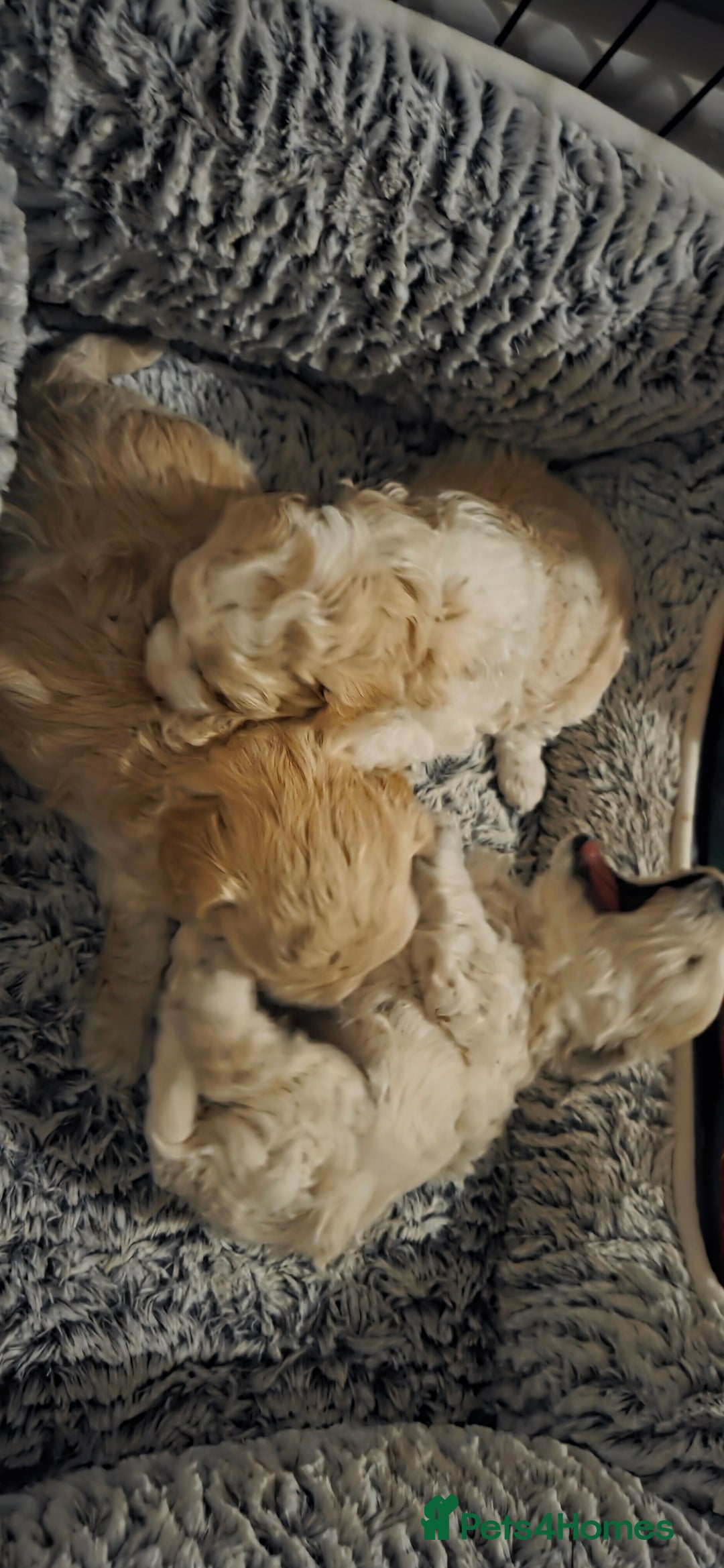 Mixed Breed dogs for sale: Maltons  - Advert 2