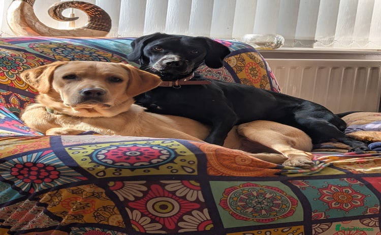 Springador dogs - Advert 1