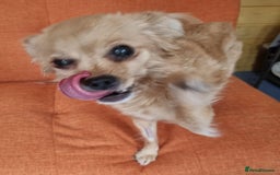 Mixed Breed dogs for adoption: Bambi - In Ayr looking for a home  - Image 4