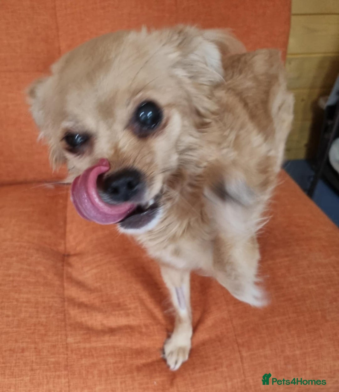 Mixed Breed dogs for adoption: Bambi - In Ayr looking for a home  - Image 4