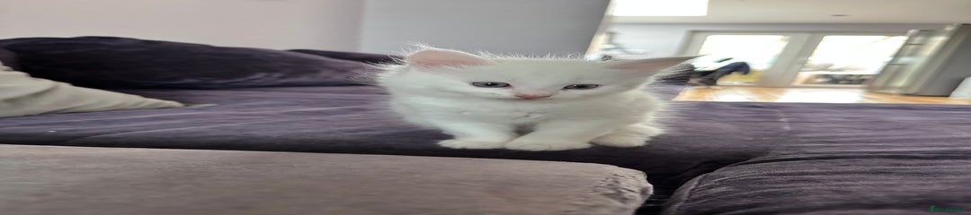 Turkish Angora Kitten 3