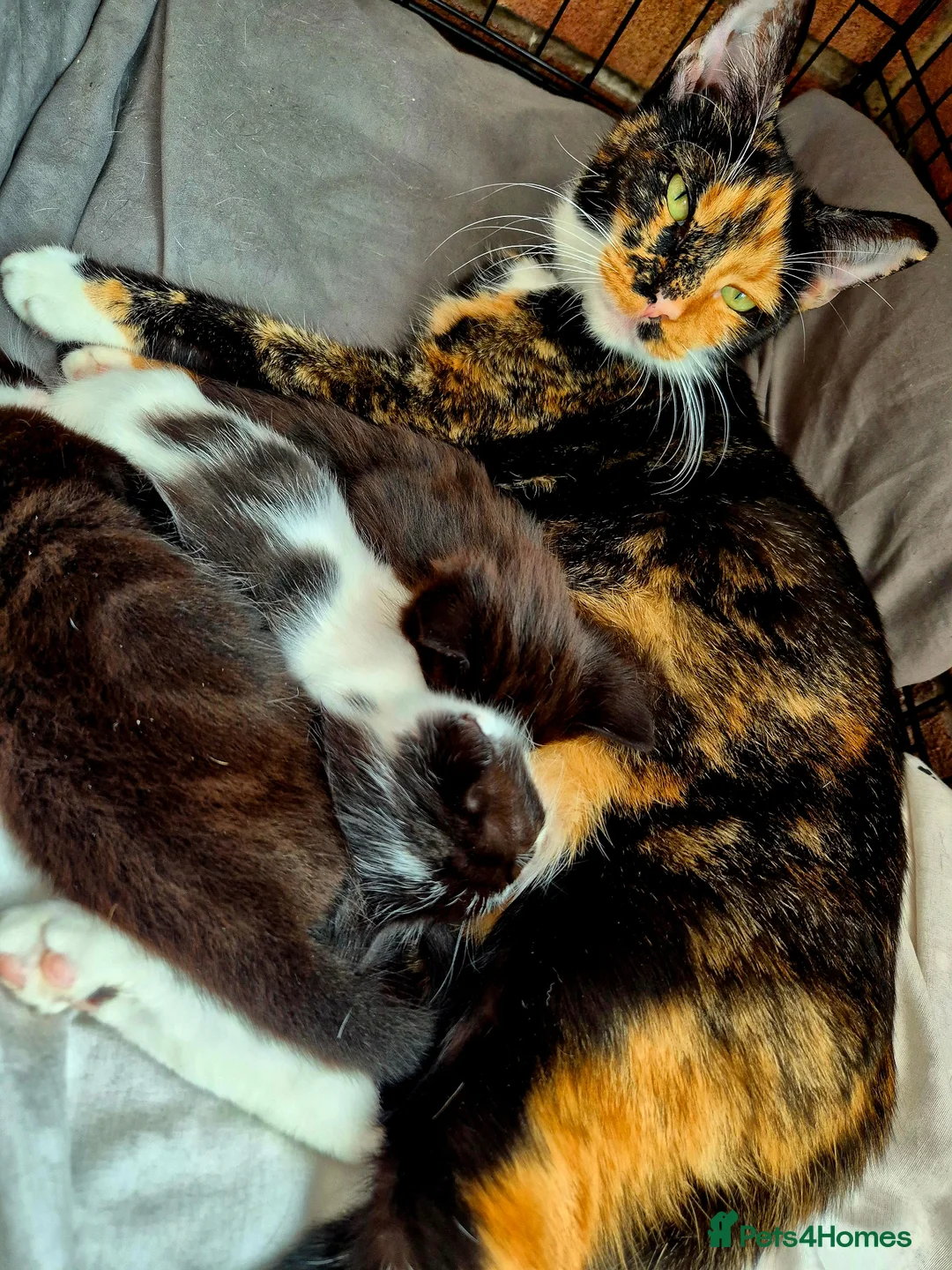 Mixed Breed cats for sale: Cute little kittens 😻😻😻 - Advert 2