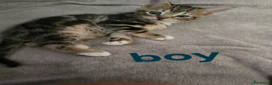 Bengal 1